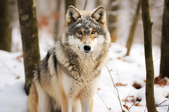 冬天森林的狼图片