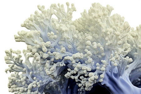 白色珊瑚图片