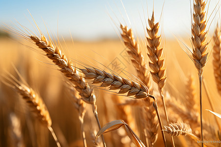 丰收的小麦谷物图片