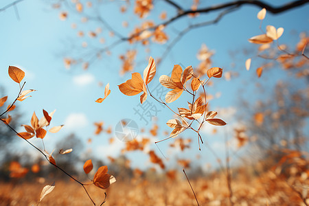 秋叶飘落图片