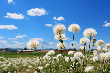 白花田地图片