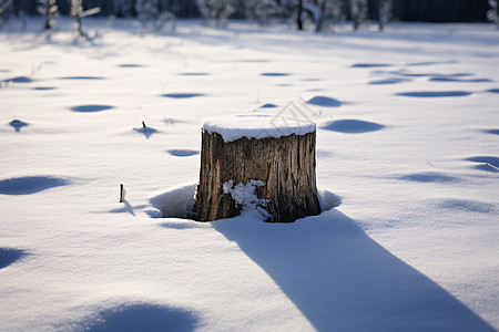 雪地中的树桩图片