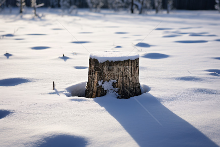 雪地中的树桩图片