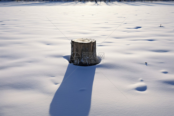 冬日雪地中的树桩图片