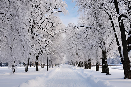 被雪覆盖的道路和树木图片