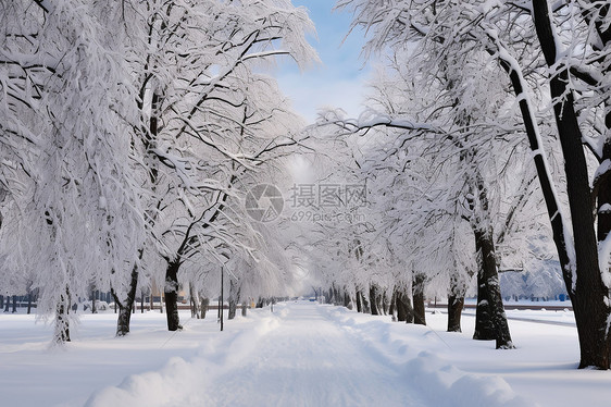 被雪覆盖的道路和树木图片