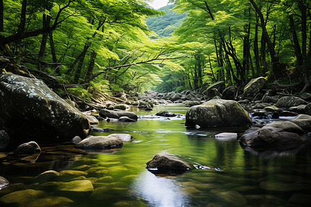 森林中的河流图片