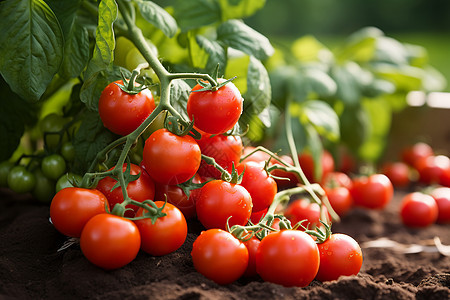 农田里面成熟的番茄图片