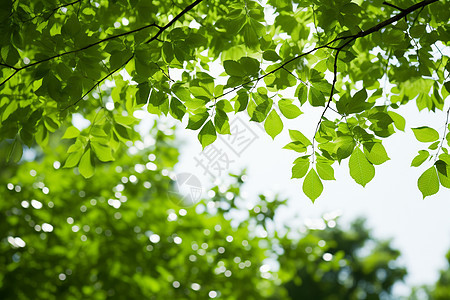 户外碧绿的树叶图片