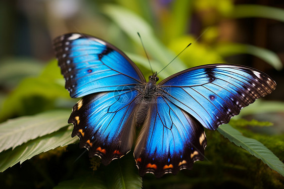 美丽的蓝色蝴蝶图片