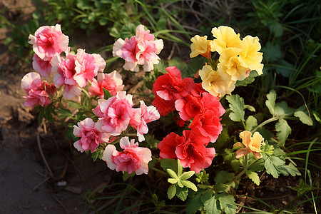 美丽鸡冠菊花朵凤毛菊高清图片