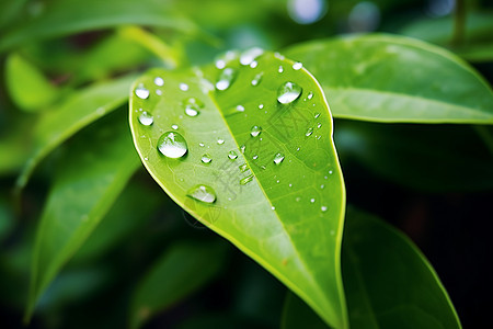 叶子上的雨滴图片