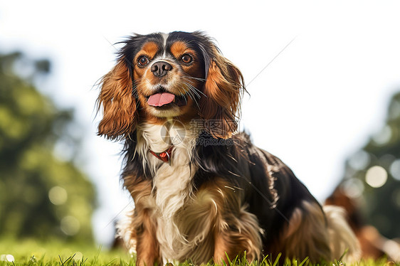 坐着的骑士犬图片