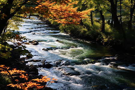 唯美秋叶秋日林间流动的河流背景