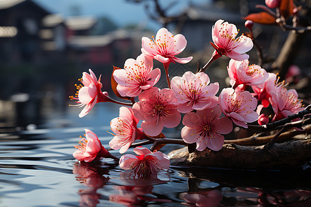 水中飘浮的花朵图片