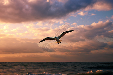 海上飞翔的鸟图片