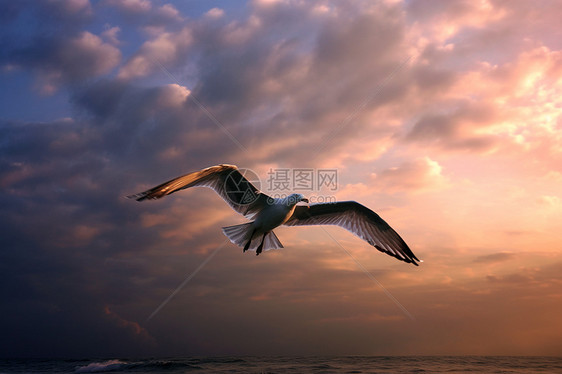 夕阳下的海洋飞鸟图片