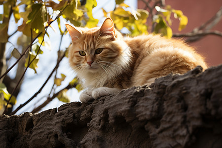 小猫在院墙上晒太阳图片