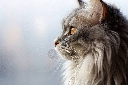 猫咪隔窗远眺图片