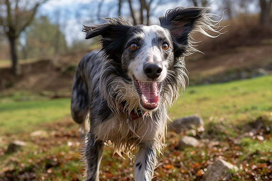 草地上快乐奔跑的小狗图片