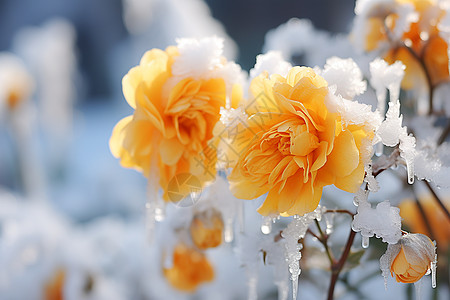 鲜花和少女冰雪中的花朵背景