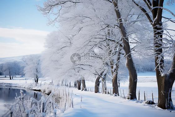 冬季雪后优美的树林景观图片