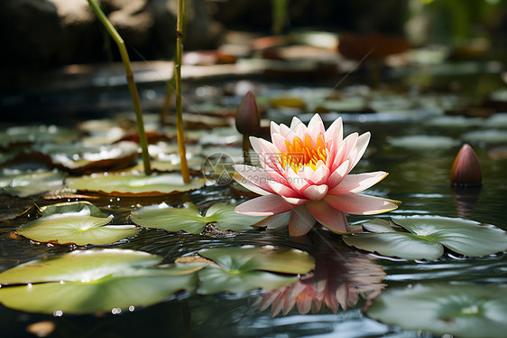 清澈湖水中漂浮一朵粉色莲花周围是白色睡莲和睡莲叶图片