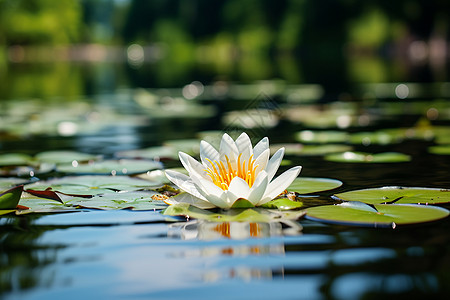 白莲花盛开的湖面背景图片