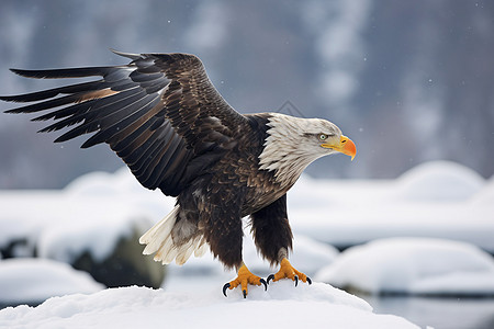白鹰展翅翱翔于雪山图片