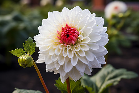 白菊菊花花海中一朵白色花朵背景