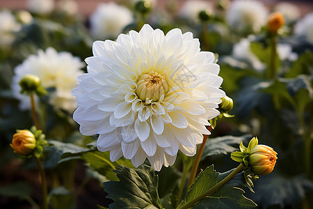 花海中的白色菊花图片