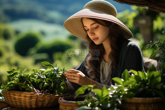 戴帽子采摘茶叶的女孩图片