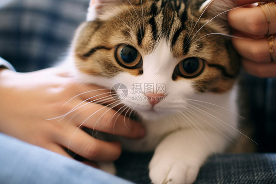 温柔抚摸下的可爱猫咪图片