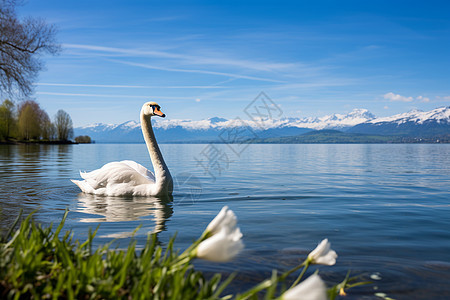 湖面上觅食的天鹅图片