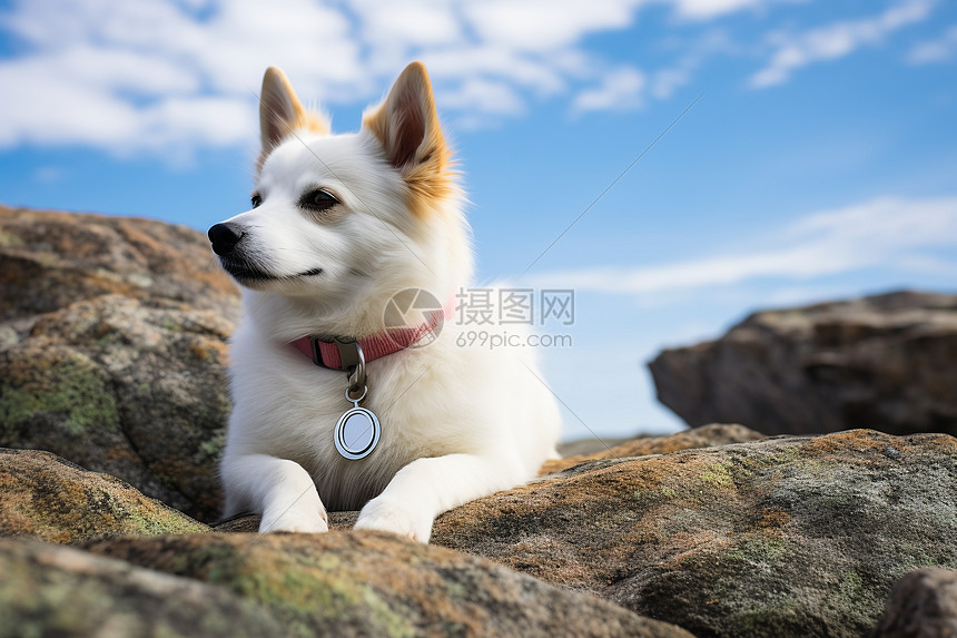岩石上休息的宠物狗图片