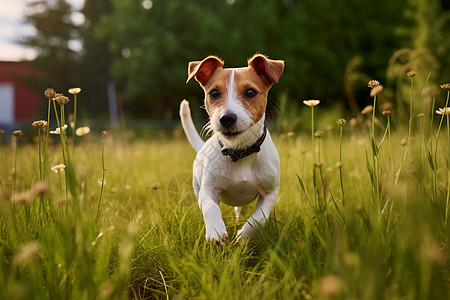 草地中开心奔跑的杰克罗素犬图片