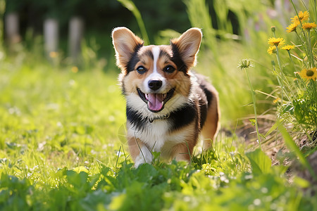 草丛中开心玩耍的柯基犬图片