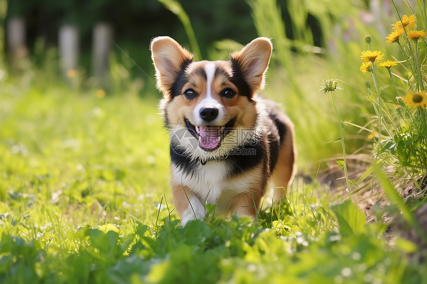 草丛中开心玩耍的柯基犬图片