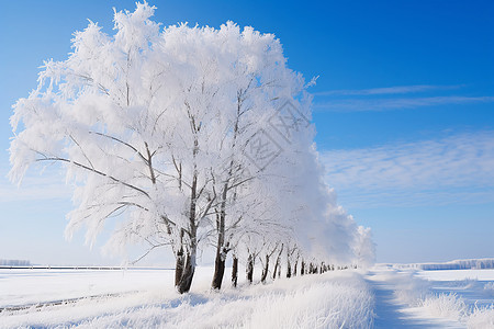 白雪覆盖的林荫道图片