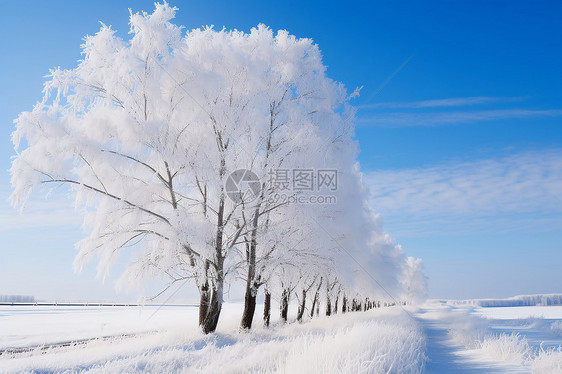 白雪覆盖的林荫道图片