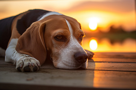 夕阳下休憩的狗图片