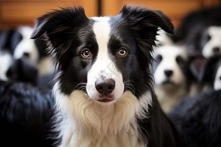 黑白色的牧羊犬图片