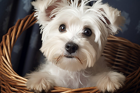 篮子里的小白狗图片