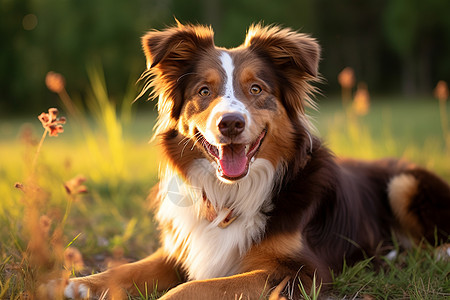 忠诚的牧羊犬图片