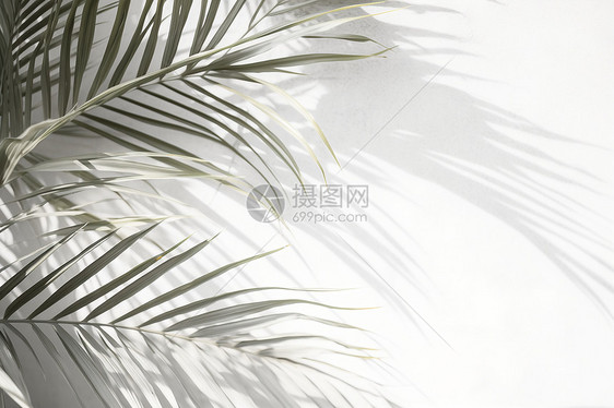 黑白风棕榈叶倒影图片