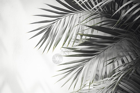 棕榈叶的倒影背景图片