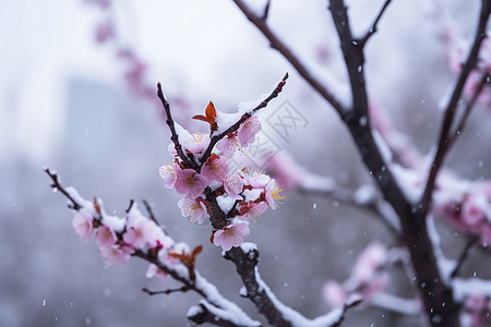 冬季枝头的梅花特写背景图片