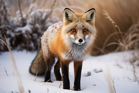 雪地中棕色狐狸图片
