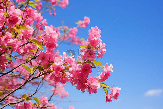 蓝天下绽放的美丽樱花图片