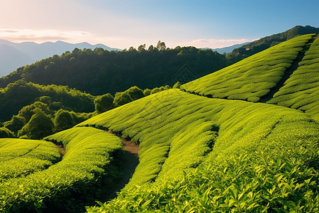山间辽阔的种植茶园背景图片
